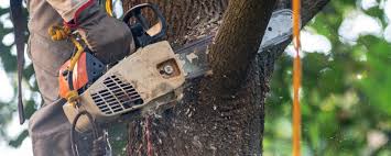 Organic Lawn Care Solutions in Town Creek, AL