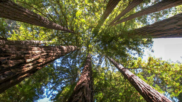 Best Commercial Tree Services  in Town Creek, AL