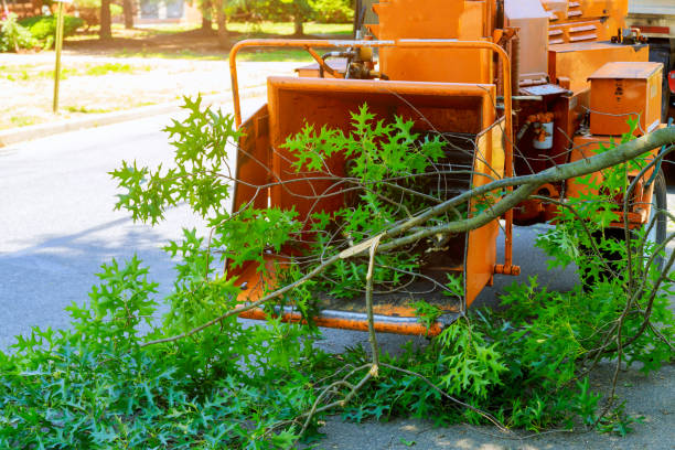 Best Tree Cabling and Bracing  in Town Creek, AL