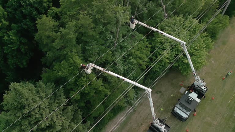 Best Tree Disease Treatment  in Town Creek, AL