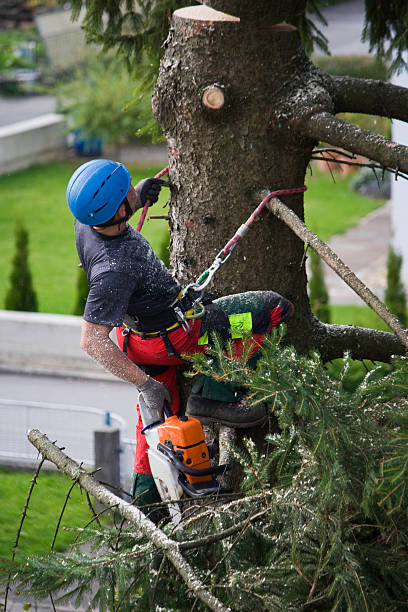 Best Pest Control for Lawns  in Town Creek, AL