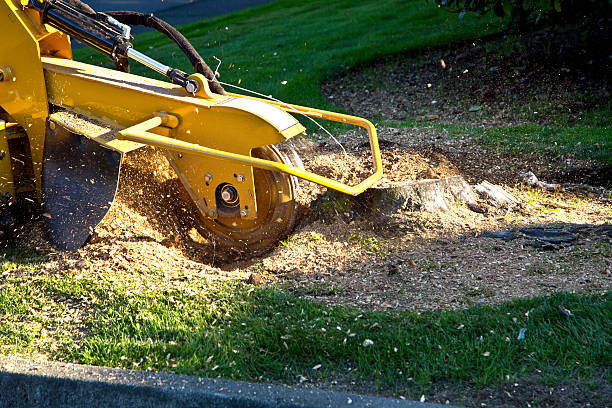 How Our Tree Care Process Works  in  Town Creek, AL