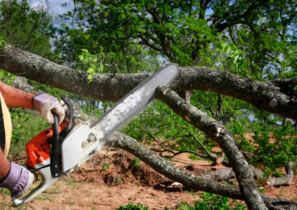 Best Tree Removal  in Town Creek, AL